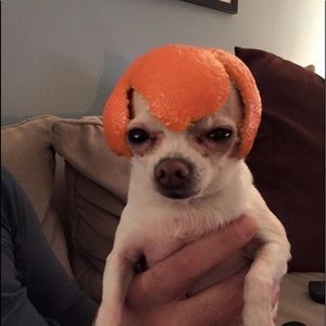 Meet your Posher, Rosie andrea